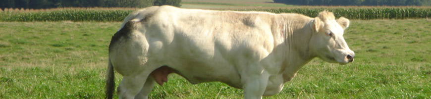 vache