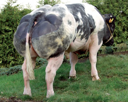 Photo du taureau