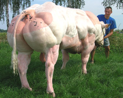 Photo du taureau