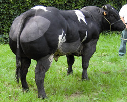 Photo du taureau