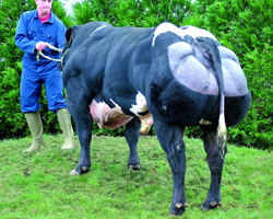 Photo du taureau