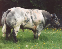 Photo du taureau