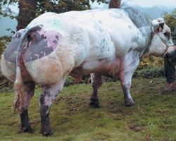 Photo du taureau