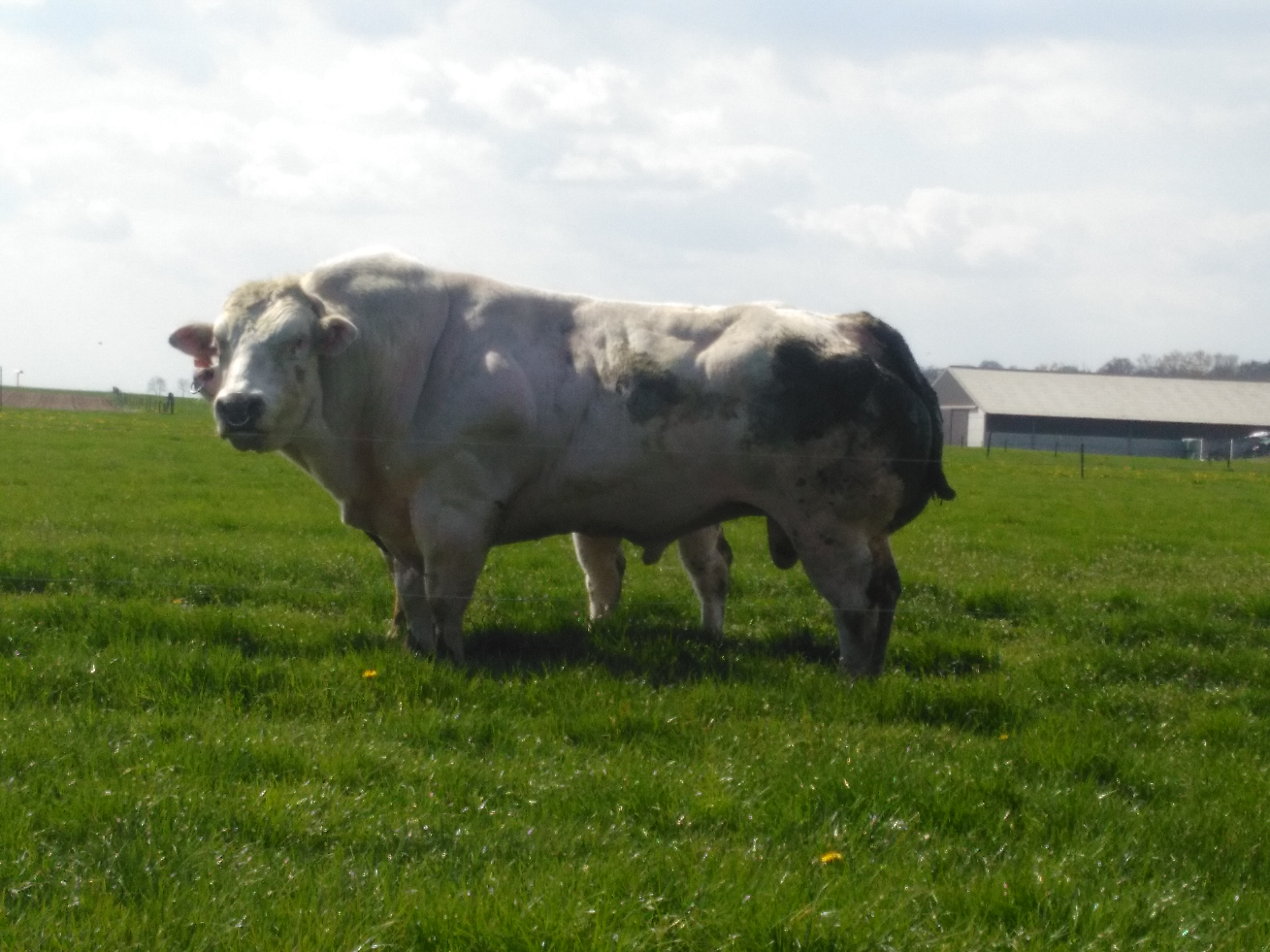 vache