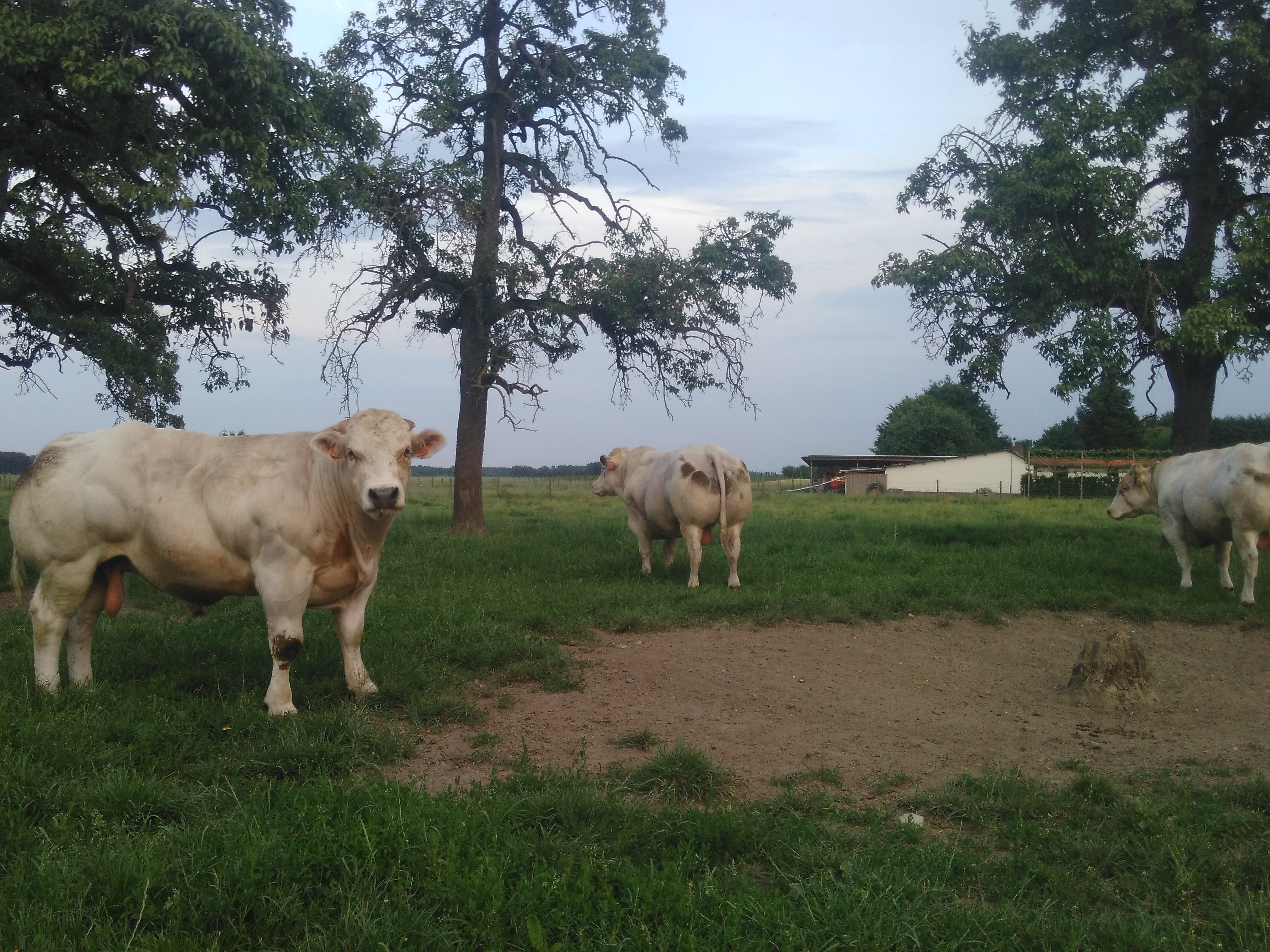 vache