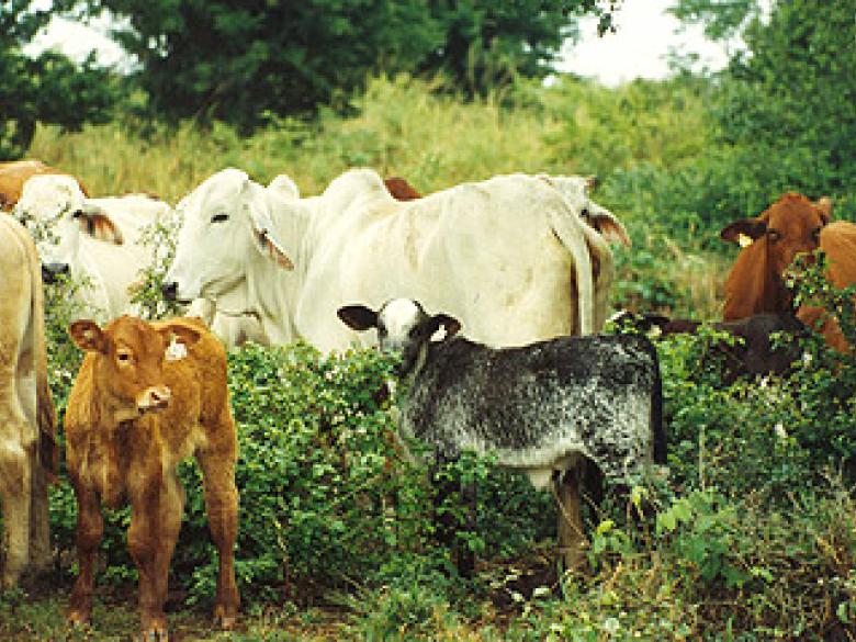 [ BBB X Zebu Nelore ] Brésil