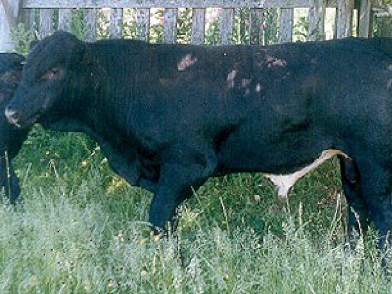 [ BBB X Angus ] Canada