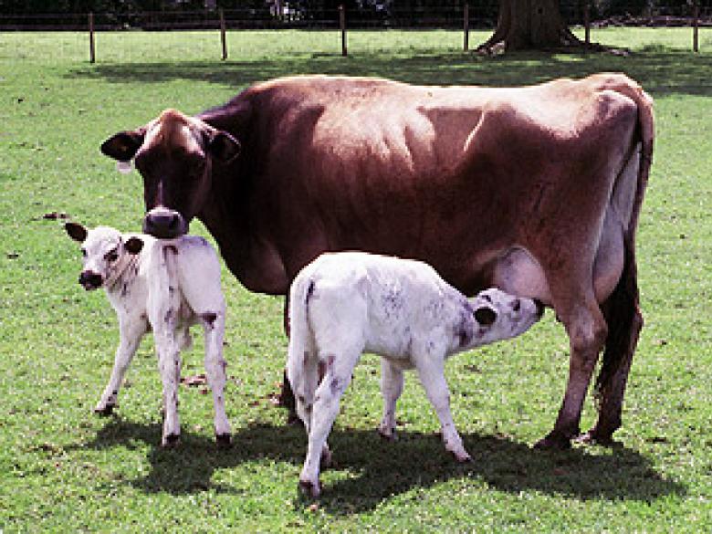 [ BBB X Jersey ] Grande-Bretagne