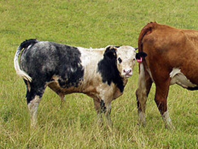 [ BBB X (X Simmentale)] Tchéquie