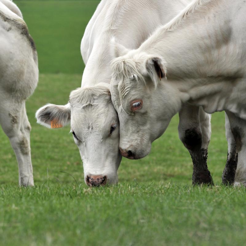 Blanc Bleu dans les champs