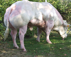 Foto van de stier