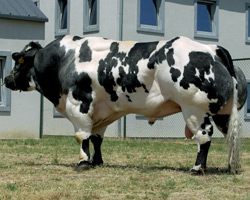 Foto van de stier