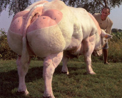 Photo du taureau