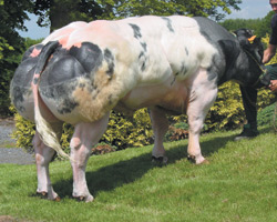 Foto van de stier