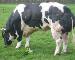 Foto van de stier