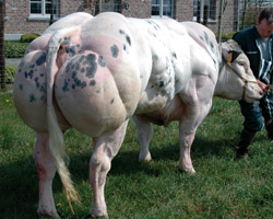 Foto van de stier