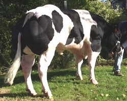 Foto van de stier