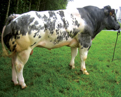 Photo du taureau