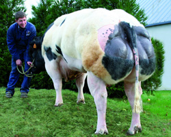 Photo du taureau