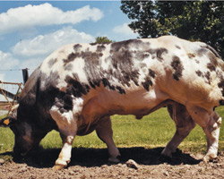 Photo du taureau