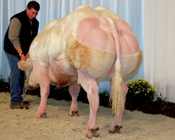 Photo du taureau