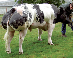 Photo du taureau