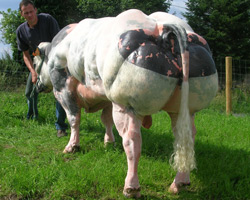 Photo of the bull