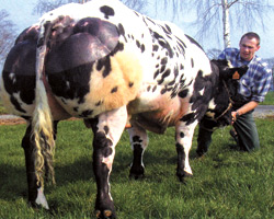 Foto van de stier