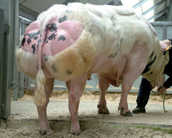 Foto van de stier