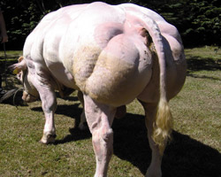 Photo du taureau