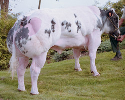 Foto van de stier