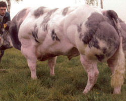 Photo du taureau