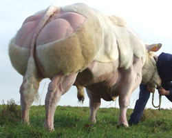 Photo du taureau