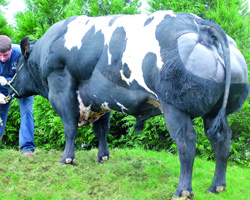 Foto van de stier