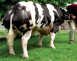 Foto van de stier