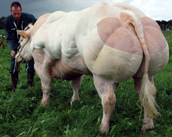 Photo du taureau