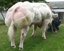 Foto van de stier