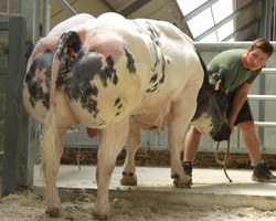 Foto van de stier