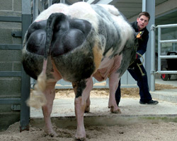 Foto van de stier