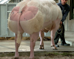 Foto van de stier