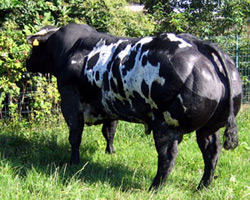 Foto van de stier