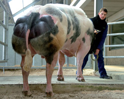 Photo du taureau