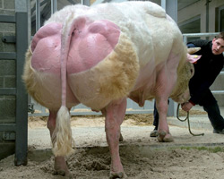 Photo du taureau