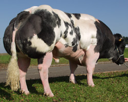 Foto van de stier