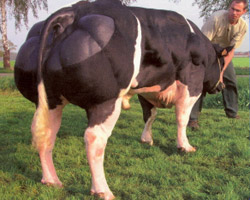 Foto van de stier