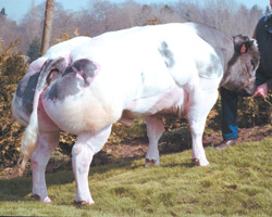Foto van de stier