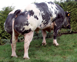 Foto van de stier