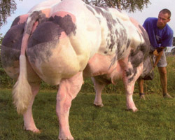 Photo du taureau