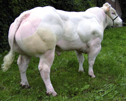 Foto van de stier