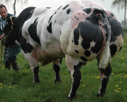 Foto van de stier